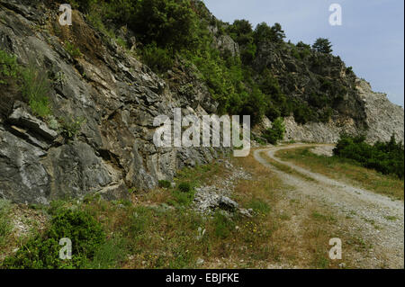 Erhard's lézard des murailles (Podarcis erhardii erhardii, Lacerta), chemin de randonnée à flanc de montagne, l'habitat d'Erhard's lézard des murailles (Podarcis erhardii erhardii, Lacerta), Grèce, Macédoine, Olymp Banque D'Images