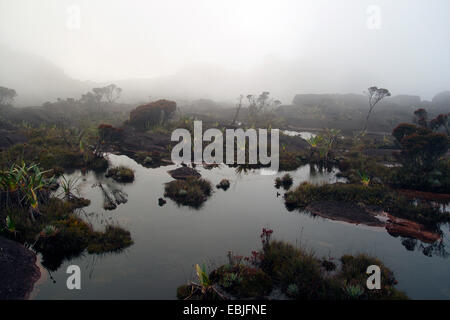 Accumulations d'eaux dans le paysage rock sur le plateau de la mesa Mont Roraima, Venezuela, Parc national Canaima Banque D'Images