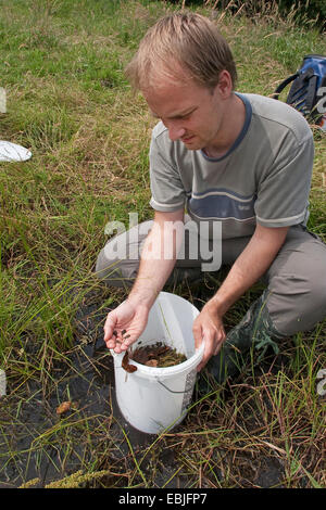 Crapaud vert (Bufo bigarré, viridis), les jeunes crapauds d'être libérés dans une zone humide par un biologiste dans le cadre d'un programme de protection des amphibiens Banque D'Images