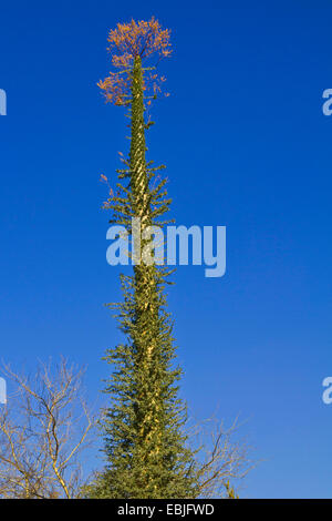 Cirio, Boojum Boojum, Cototaj, Fouquieria columnaris (arbre), de l'habitude, USA, Arizona Banque D'Images