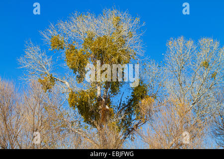 Désert du Colorado, de l'gui gui, gui de Noël (Des macrophyllum), sur un peuplier deltoïde, USA, Arizona, Rivière Salée Banque D'Images