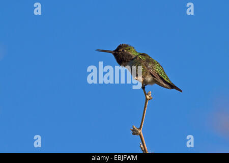 Les ermites et les colibris (Trochilidae), homme d'un colibri sur un affût, USA, Arizona, Rivière Salée Banque D'Images