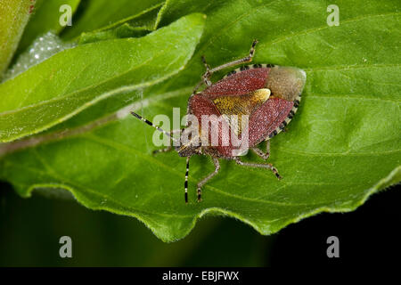 Prunelle, bug sloebug (Dolycoris baccarum), assis sur une feuille, Allemagne Banque D'Images