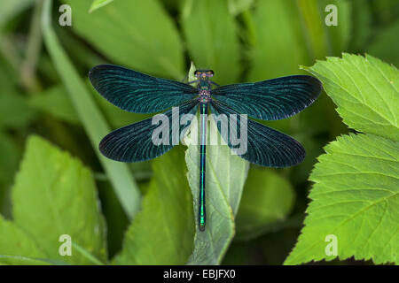 Bluewing, demoiselle agrion (Calopteryx virgo), homme assis sur une feuille de soleil avec les ailes ouvertes, Allemagne Banque D'Images