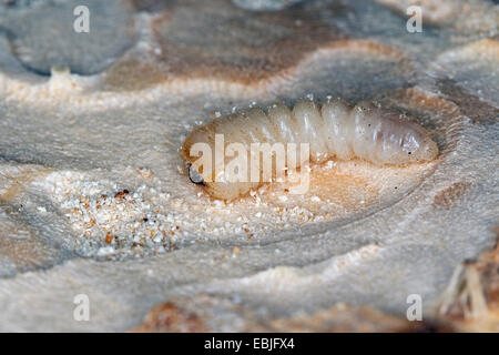 Violet (Callidium violaceum tanbark ponderosa), la larve se nourrissant dans le bois, Allemagne Banque D'Images