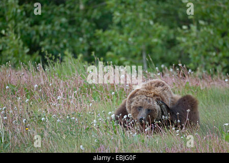 Ours brun, l'ours grizzli, le grizzli (Ursus arctos horribilis), accroupi dans un pré se gratter la tête avec une patte arrière, au Canada, le parc national Kluane Banque D'Images