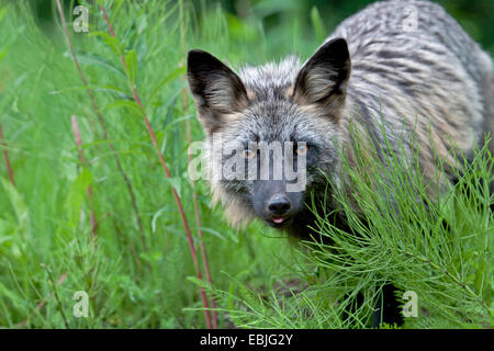 Le renard roux (Vulpes vulpes), croix de phase sur l'herbe, le Canada, la Colombie-Britannique Banque D'Images