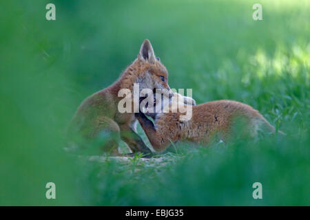 Le renard roux (Vulpes vulpes) renard, deux oursons jouant dans un pré, Allemagne, Schleswig-Holstein Banque D'Images