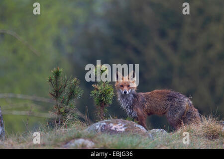 Le renard roux (Vulpes vulpes), vixen debout dans un pré, Suède, Vaestergoetland Banque D'Images