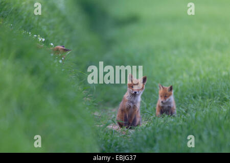 Le renard roux (Vulpes vulpes), deux fox cubs assis dans un pré, Allemagne, Schleswig-Holstein Banque D'Images