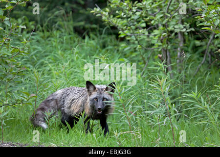 Le renard roux (Vulpes vulpes), traverser la phase debout sur l'herbe, le Canada, la Colombie-Britannique Banque D'Images