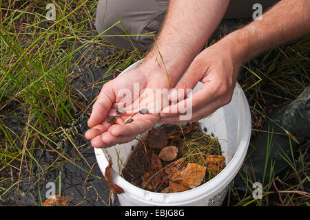 Crapaud vert (Bufo bigarré, viridis), les jeunes crapauds d'être libérés dans une zone humide par un biologiste dans le cadre d'un programme de protection des amphibiens Banque D'Images