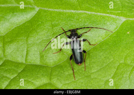 Phymatodes testaceus Tanbark borer (), assis sur une feuille, Allemagne Banque D'Images