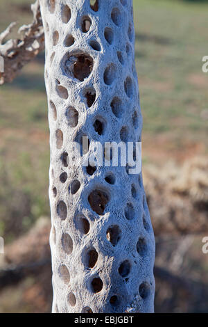 Teddy-bear cholla, Jumping Cholla, Argent (Opuntia cholla, Cylindropuntia bigelovii bigelovii), tronc, USA, Arizona, Sonora-Wueste Banque D'Images