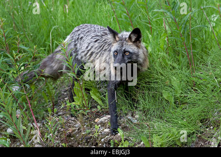 Le renard roux (Vulpes vulpes), croix de phase sur l'herbe, le Canada, la Colombie-Britannique Banque D'Images