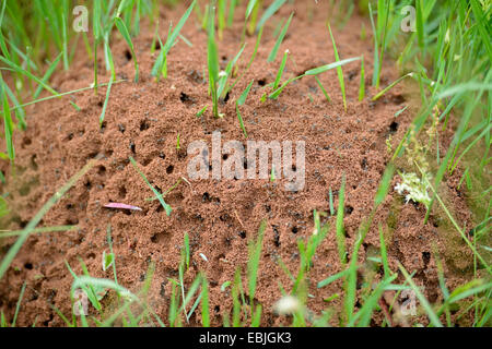 Les fourmis (Formicidae), ant hill dans un pré, en Allemagne, en Bavière Banque D'Images