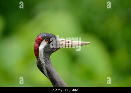 Grue cendrée grue eurasienne, (Grus grus), portrait, side view Banque D'Images