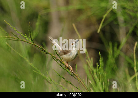 White-browed Pirnia Prinia inornata (insularis), assis sur une branche, Sri Lanka Banque D'Images