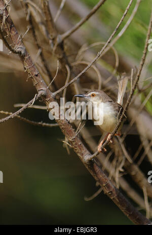 White-browed Pirnia Prinia inornata (insularis), assis sur une branche, Sri Lanka Banque D'Images