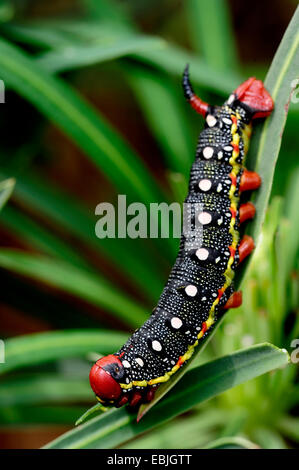 Sphynx de l'euphorbe ésule (Hyles euphorbiae, Celerio euphorbiae), Caterpillar sur une euphorbe ésule, Grèce, Macédoine, Messenia Banque D'Images