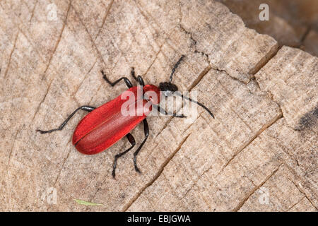 Scarlet fire beetle, le cardinal (Pyrochroa coccinea), sur bois mort, Allemagne Banque D'Images