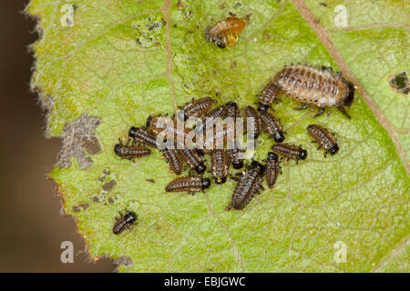 Des feuilles de peuplier rouge-coléoptère, la chrysomèle du peuplier, peuplier beetle (Chrysomela populi, Melasoma populi), les larves s'alimenter à une feuille de peuplier, Allemagne Banque D'Images