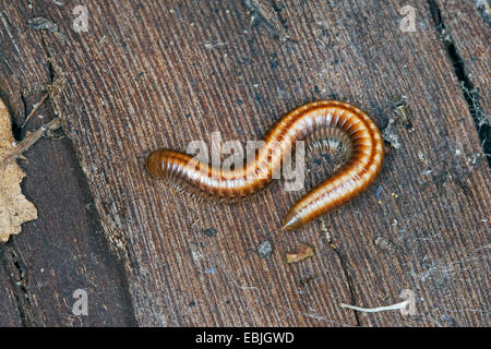 Ommatoiulus sabulosus rayé (Mille-pattes), sur bois mort, Allemagne Banque D'Images