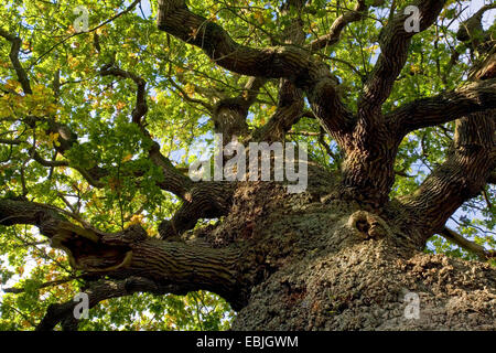 Le chêne commun, le chêne pédonculé, chêne pédonculé (Quercus robur), vieux chêne avec épais, le Danemark, l'Jaegersborg, Silkeborg Banque D'Images