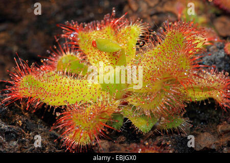 Le rossolis (Drosera admirabilis) Banque D'Images