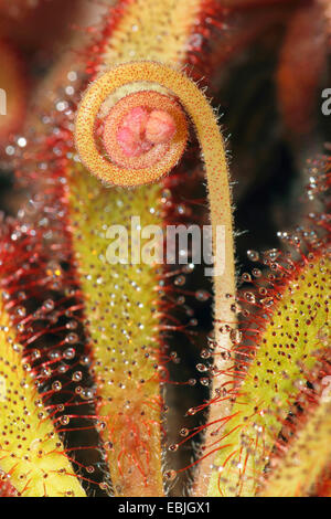 Le rossolis (Drosera capensis), l'élaboration d'inflorescence Banque D'Images