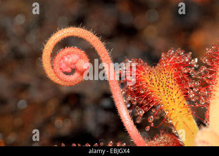 Le rossolis (Drosera capensis), l'élaboration d'inflorescence Banque D'Images