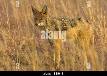 Le chacal à dos noir (Canis mesomelas), à Savannah, en Afrique du Sud, Eastern Cape, Mountain Zebra National Park Banque D'Images