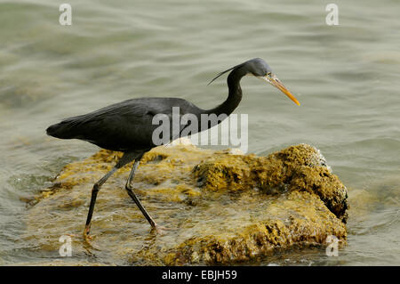 Western Reef (Egretta gularis), gris foncé morph, Qatar, Doha Banque D'Images