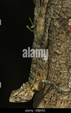 Bloodsucker commun indien, lézard, variable variable agama, chameleon (Calotes versicolor), assis à un tronc d'arbre à l'envers, Sri Lanka Banque D'Images