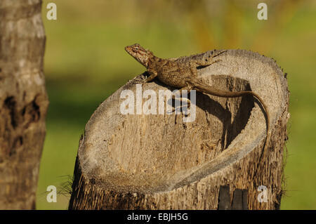Bloodsucker commun indien, lézard, variable variable agama, chameleon (Calotes versicolor), homme assis sur un arbre snag, Sri Lanka Banque D'Images
