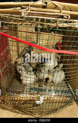 Les oiseaux domestiques (Gallus gallus f. domestica), oiseaux en cage sur un marché, le Sri Lanka, l'Westprovinz, Negombo Banque D'Images