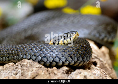 Couleuvre à collier (Natrix natrix), repos, Allemagne Banque D'Images