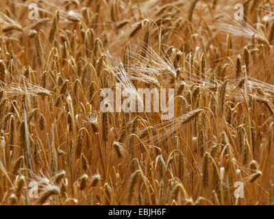 Orge à six rangs, l'orge (Hordeum vulgare), champ d'orge prêt pour la récolte, l'Allemagne, la Saxe, Syd Banque D'Images