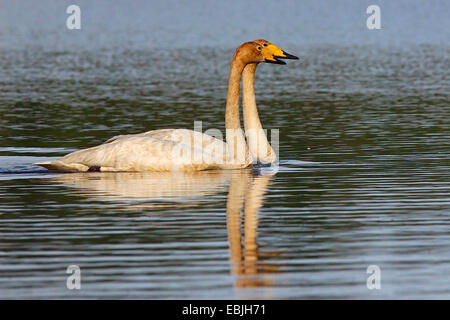 Cygne chanteur (Cygnus cygnus), deux cygnes chanteurs piscine côte à côte sur un lac, l'Allemagne, la Saxe, Syd Banque D'Images