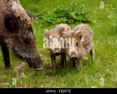 Le sanglier, le porc, le sanglier (Sus scrofa), Femme avec shoats dans un pré, Allemagne, Bade-Wurtemberg Banque D'Images