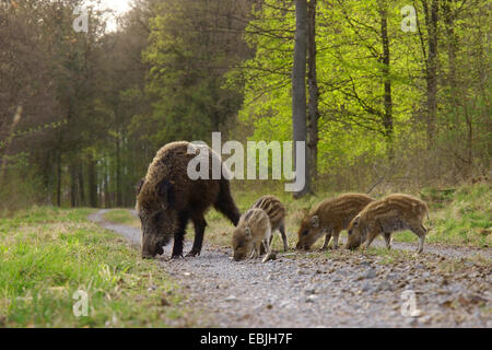 Le sanglier, le porc, le sanglier (Sus scrofa), Femme avec shoats sur un chemin forestier, l'Allemagne, Bade-Wurtemberg Banque D'Images