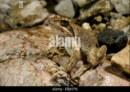 Grenouille d'eau, grenouille (Rana graeca grec), sur terre, la Grèce, Macédoine Banque D'Images