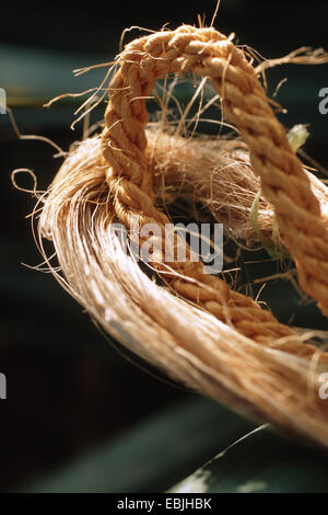 Chanvre sisal (Agave sisalana), de la corde de fibres sisal Banque D'Images