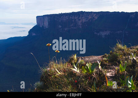 (Orectanthe Orectanthe sceptrum), qui fleurit au Roraima Tepui près de la Ventana, Venezuela, Parc national Canaima, Roraima Tepui Banque D'Images