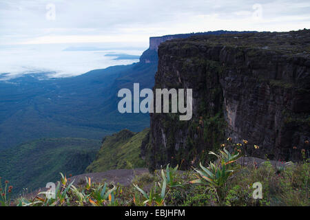 (Orectanthe Orectanthe sceptrum), qui fleurit au Roraima Tepui près de la Ventana, Venezuela, Parc national Canaima, Roraima Tepui Banque D'Images