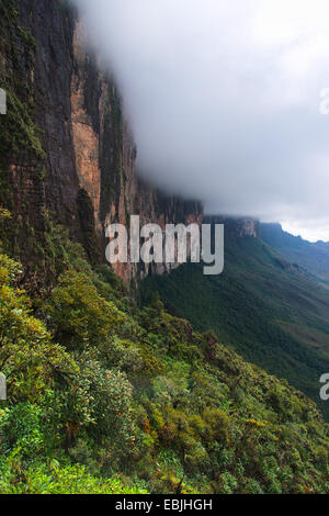 Voir le long d'une face raide du Roraima Tepui entre des pentes boisées et nuageux haut, Venezuela, Parc national Canaima, Roraima Tepui Banque D'Images