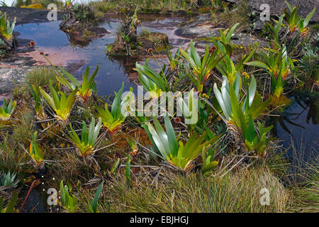 Stegolepis, St. guianensis (Stegolepis guianensis), croissant au bord d'étangs rock sur le dessus de l'Roraima Tepui, Venezuela, Roraima Tepui, Parc national Canaima Banque D'Images