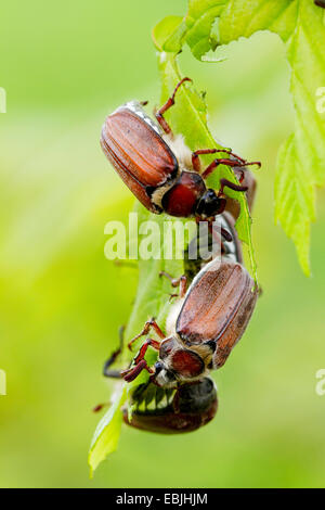 Catégorie : commune, maybug (Melolontha melolontha), l'alimentation sur une feuille, l'Allemagne, la Bavière Banque D'Images