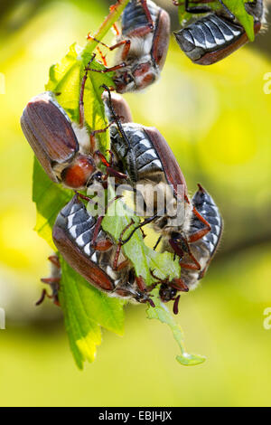 Catégorie : commune, maybug (Melolontha melolontha), l'alimentation sur une feuille, l'Allemagne, la Bavière Banque D'Images