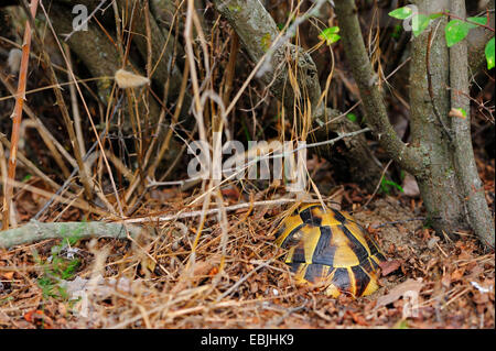 La tortue d'Hermann, tortue grecque (Testudo hermanni), caché dans un buisson, Grèce, Macédoine, Natura 2000 Delta Pinios Banque D'Images